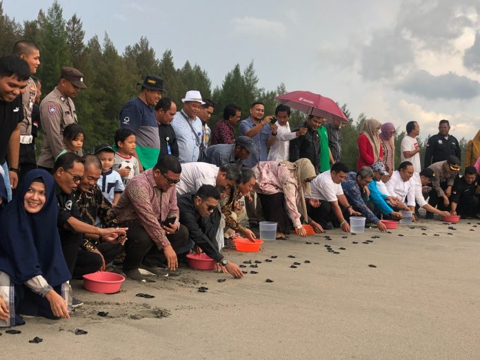 143 ekor tukik dilepasliarkan di Aceh Jaya