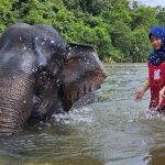 Serunya wisata gajah di Aceh Jaya