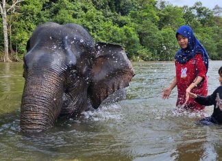 Serunya wisata gajah di Aceh Jaya
