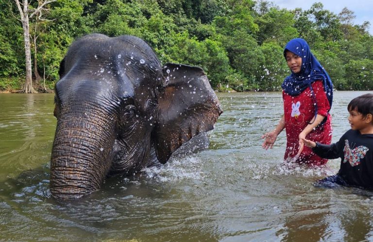 Serunya wisata gajah di Aceh Jaya