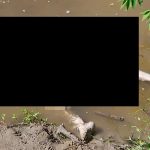 Mayat perempuan ditemukan terapung di Sungai Gampong Baro Pidie