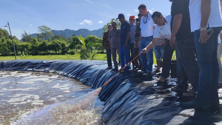 PT SBA dan warga Leupung panen udang vaname