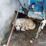 PETA Asia Pasific sebut instruksi penembakan anjing liar oleh Pemko Sabang tak berperikemanusiaan