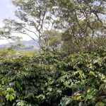 Zurich Syariah lindungi ribuan petani kopi Gayo di tengah cuaca tak menentu