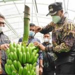 Bener Meriah dapat hasilkan pisang Cavendish terbaik di dunia