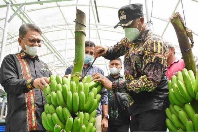 Bener Meriah dapat hasilkan pisang Cavendish terbaik di dunia