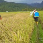 19,5 hektar lahan padi di Aceh Besar diserang Hama wereng, Pj Bupati : Sudah kita kendalikan