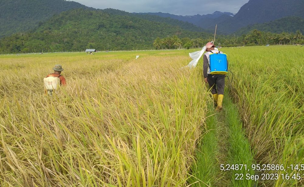 19,5 hektar lahan padi di Aceh Besar diserang Hama wereng, Pj Bupati : Sudah kita kendalikan