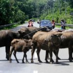 Kerbau Gayo dan Simeulue diusul dapat SNI dari Kementan RI