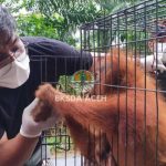 BKSDA Aceh evakuasi orangutan terjebak di kebun sawit warga di Subulussalam