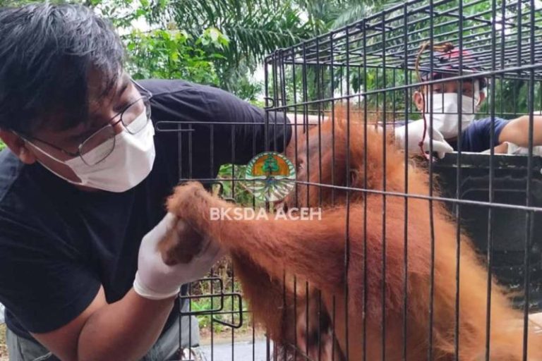 BKSDA Aceh evakuasi orangutan terjebak di kebun sawit warga di Subulussalam