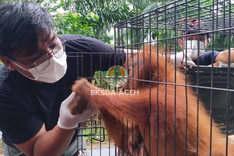 BKSDA Aceh evakuasi orangutan terjebak di kebun sawit warga di Subulussalam