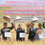 Pj Bupati panen padi MT Gadu di Simpang Tiga Aceh Besar
