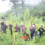 Polisi musnahkan satu hektare ladang ganja di Sawang