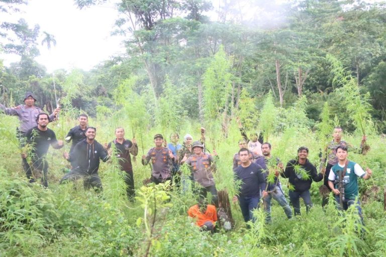 Polisi musnahkan satu hektare ladang ganja di Sawang