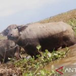 Gaet wisatawan, Kalimantan Selatan bangun sarana wisata kerbau rawa