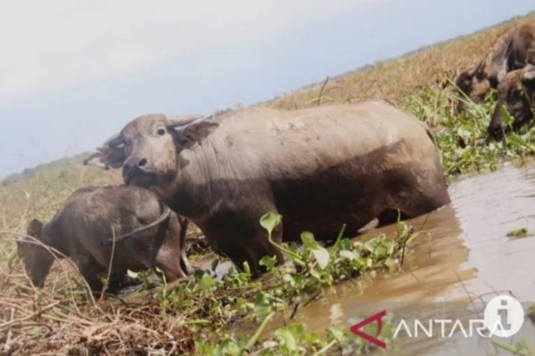 Gaet wisatawan, Kalimantan Selatan bangun sarana wisata kerbau rawa