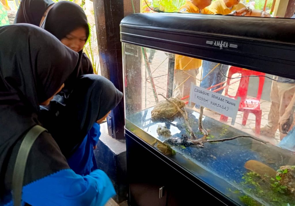 Cangguk Demam Trumon, katak raksasa di Anjungan Aceh Selatan