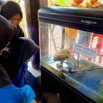 Cangguk Demam Trumon, katak raksasa di Anjungan Aceh Selatan