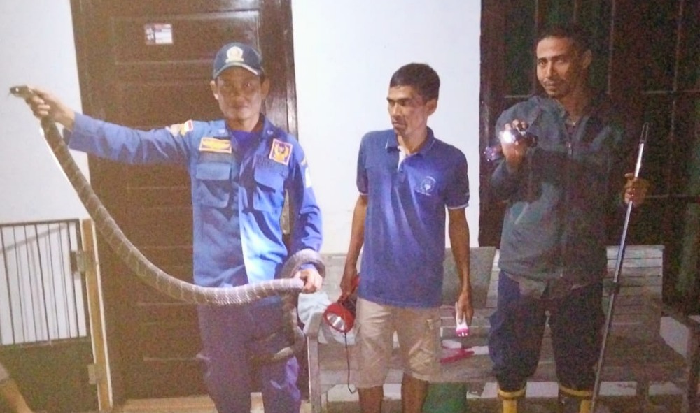 King Kobra sepanjang 3 meter masuk ke rumah warga di Aceh Besar