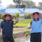 Pj Bupati Aceh Besar tanam padi serentak di Blang Bintang