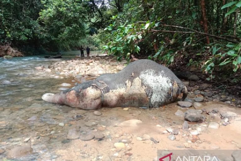 Gajah mati di Aceh Barat bukan akibat perburuan