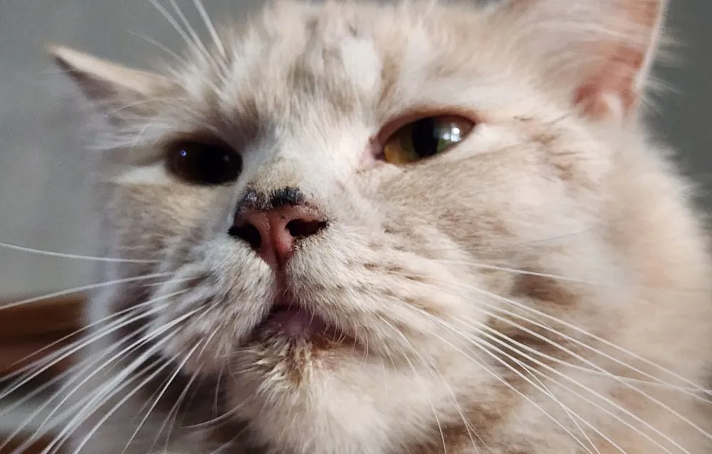 Apa yang Membedakan Me-O Gold Indoor Cat dengan makanan kucing lainnya? Simak selengkapnya di sini!