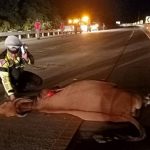 Sapi masuk tol Sigli-Banda Aceh, dua mobil kecelakaan