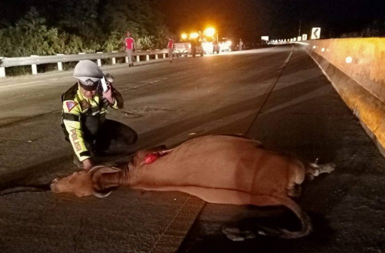 Sapi masuk tol Sigli-Banda Aceh, dua mobil kecelakaan