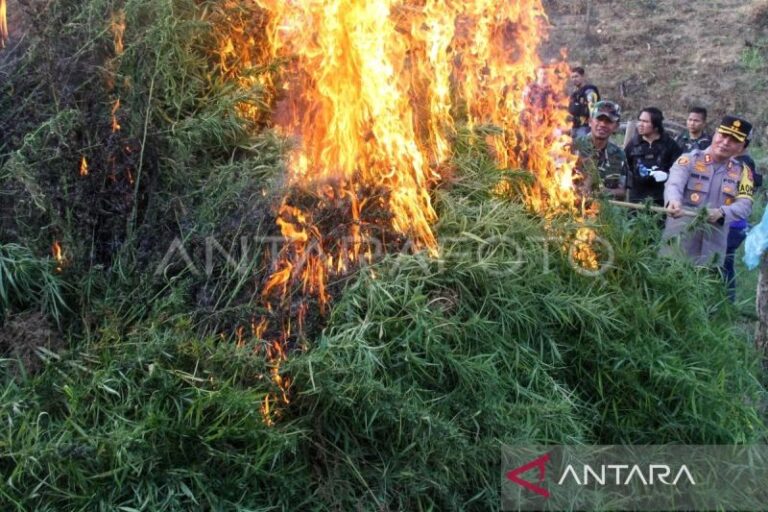 Komjen Pol Marthinus Hukom pimpin pemusnahan 22 ribu batang ganja di Aceh Utara