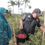 Aceh Besar miliki potensi daerah penghasil cabai merah