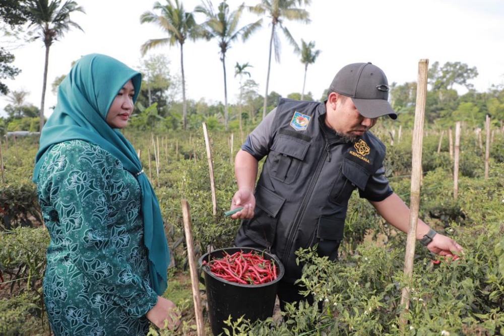 Aceh Besar miliki potensi daerah penghasil cabai merah