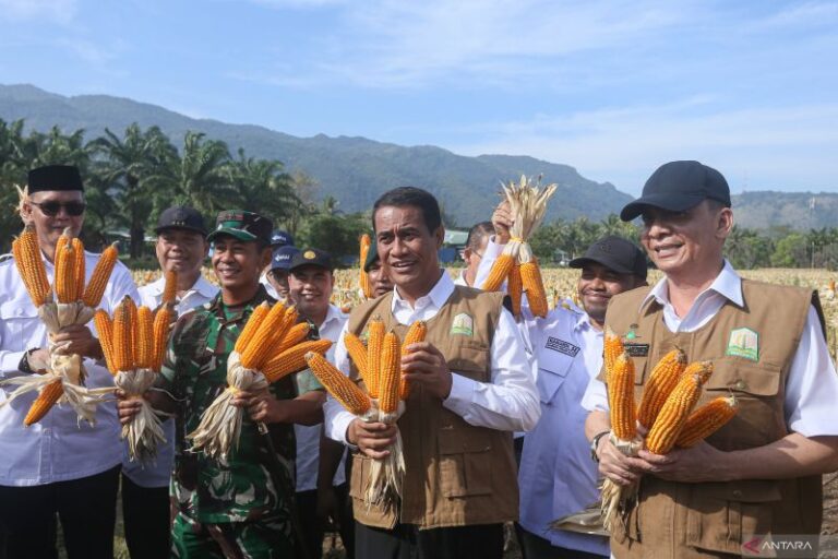 Panen di Aceh Besar, Mentan optimis Indonesia bisa ekspor jagung