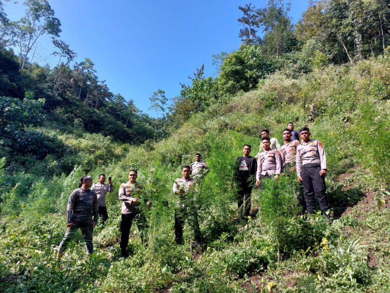 Polres Aceh Besar musnahkan satu hektare ladang ganja di Meureu