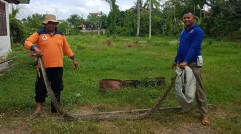 Petugas BPBD amankan ular piton 4 meter, ditangkap saat hendak makan ternak