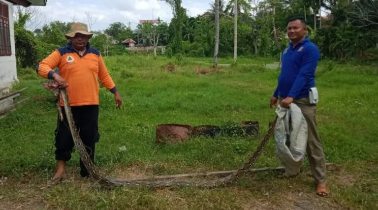 Petugas BPBD amankan ular piton 4 meter, ditangkap saat hendak makan ternak