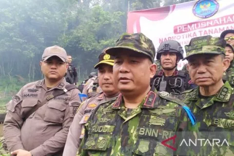 BNN buru pemilik 4 hektar ganja di Aceh Besar