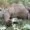 Bangkai gajah jantan ditemukan di Aceh Tengah, BKSDA : gadingnya hilang
