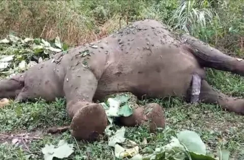 Bangkai gajah jantan ditemukan di Aceh Tengah, BKSDA : gadingnya hilang