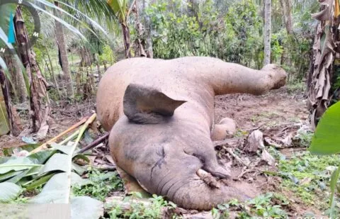 Warga Aceh Utara ditetapkan tersangka kasus kematian gajah