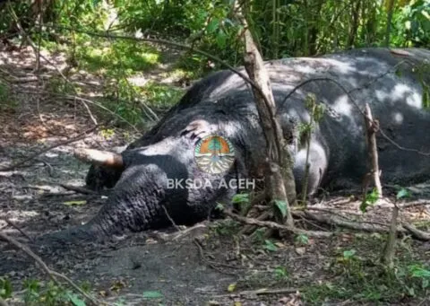 BKSDA Aceh kembali dapati gajah jantan berusia 35 tahun mati di Nagan Raya