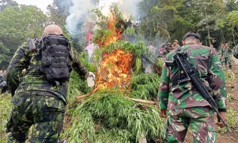 BNN bakar 4 hektar ladang ganja di Aceh Besar