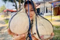 Pedagang kelapa bakar di Aceh Barat mampu jual 1.000 butir setiap hari saat ramadhan