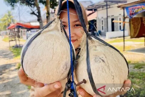 Pedagang kelapa bakar di Aceh Barat mampu jual 1.000 butir setiap hari saat ramadhan
