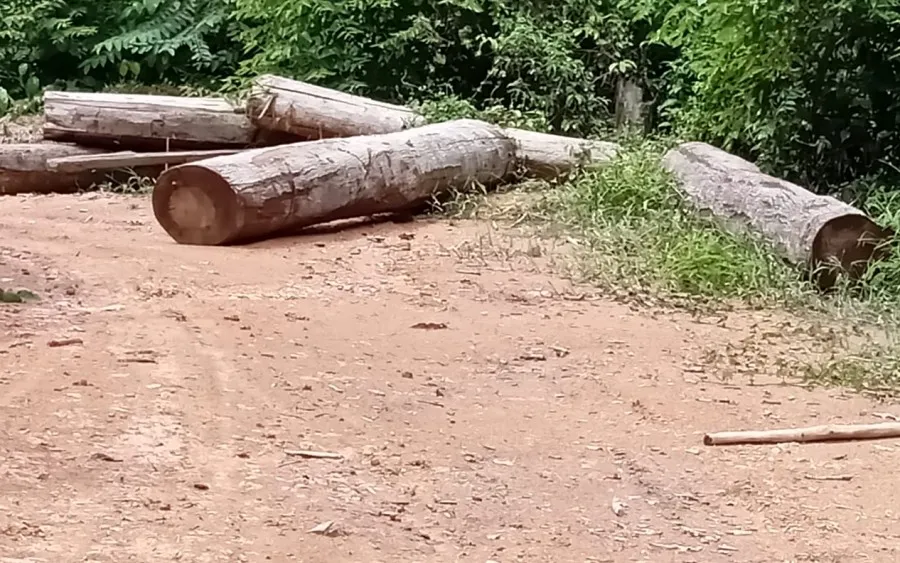 Walhi Aceh temukan aktivitas perambahan hutan di Bireuen