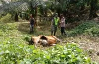 Seekor sapi warga di Aceh Timur dimangsa harimau