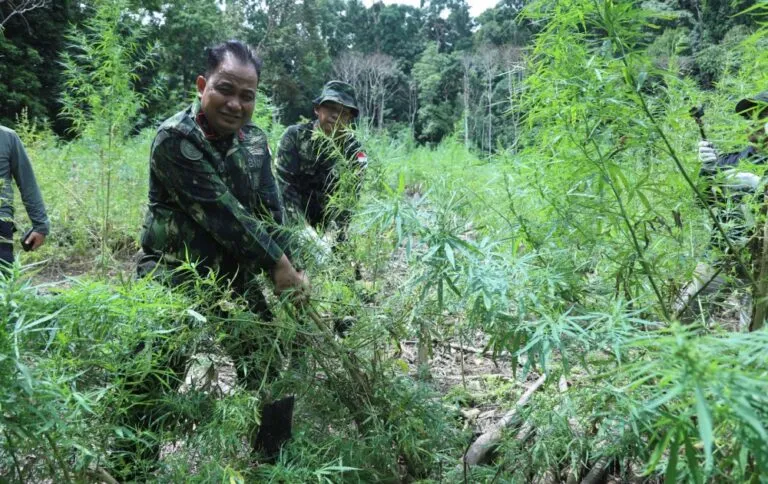 BNN Musnahkan 2,5 Hektar Ladang Ganja di Aceh Besar