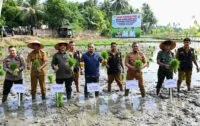 Pj Bupati Aceh Besar tanam padi musim gadu di Gampong Lamkawee