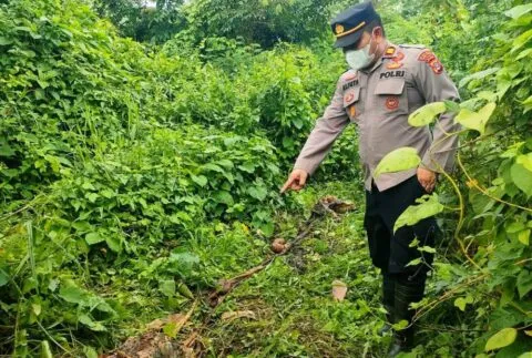 Sapi milik Aris Widodo warga Aceh Timur dimangsa harimau