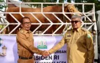 Sapi kurban bantuan presiden diserahkan Pj Gubernur Aceh untuk masyarakat Pidie Jaya
